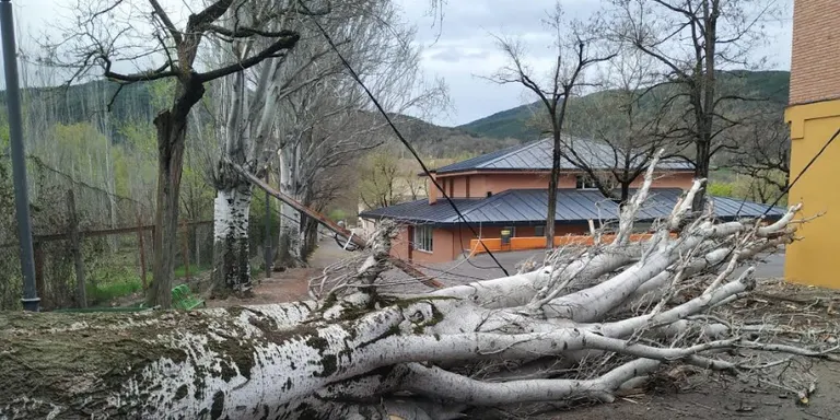 L'Ajuntament de la Seu revisarà el pati de l'Escola Albert Vives arran de la caiguda d'un arbre