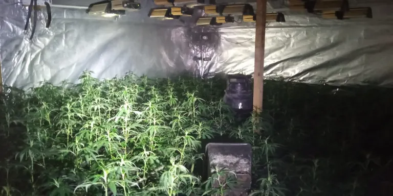 Detenen un home a Vic per cultivar gairebé un miler de plantes de marihuana en una nau