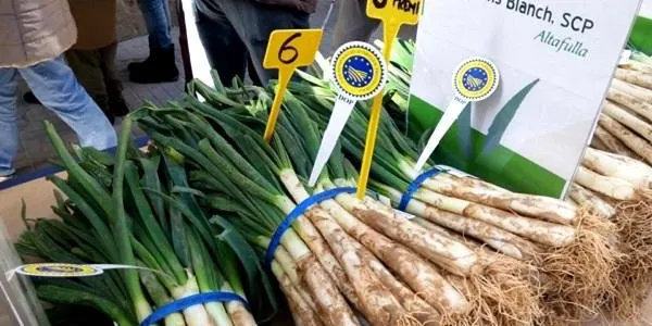 Els Germans Blanch es preparen per calçar 25 mil quilos de ceba dolça que asseguren una bona temporada de calçots