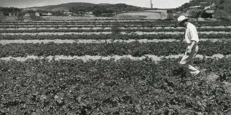 Visita l’exposició Mataró Potatoes: quan aquest tubercle va fer gran el Maresme