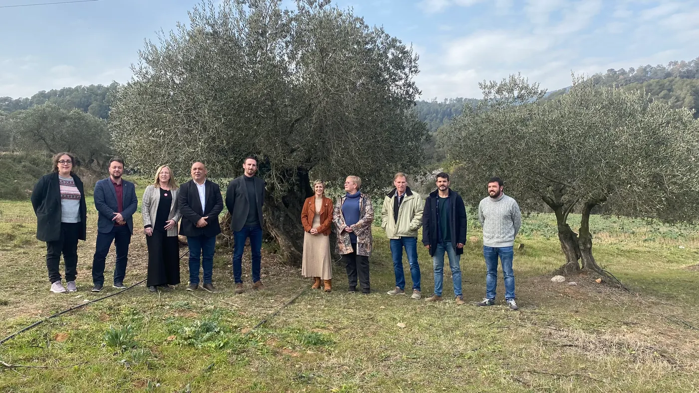 Una desena de municipis dels dos vallesos, entre ells Caldes, apleguen esforços per crear la DOP Oli de Vera del Vallès