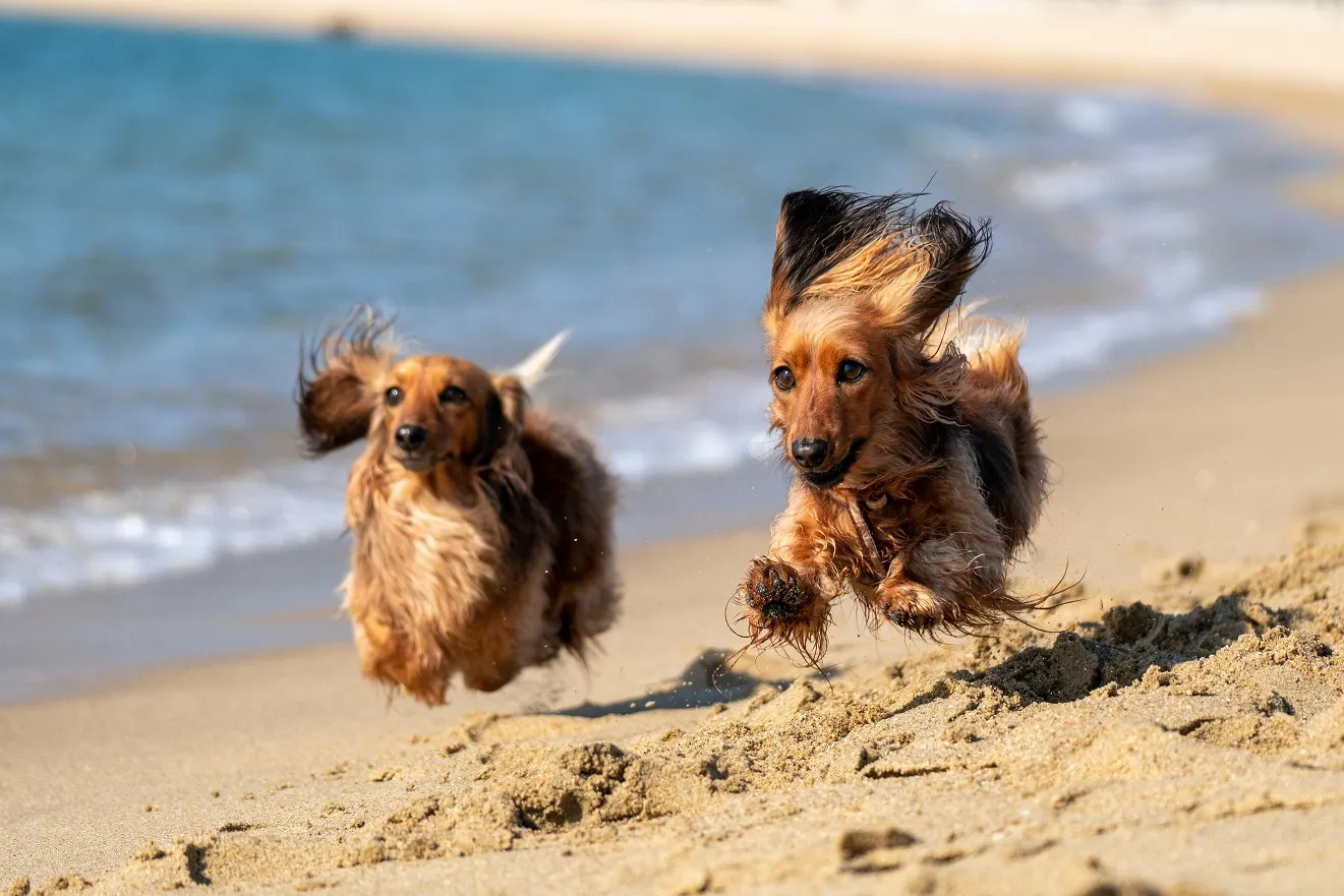 Guia per visitar o viure al Maresme amb mascotes