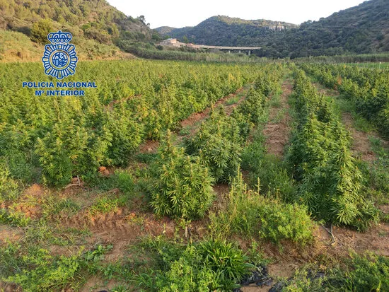 La Policia Nacional desmantella un cultiu de marihuana de 3,5 hectàrees i 6.000 plantes a Pineda