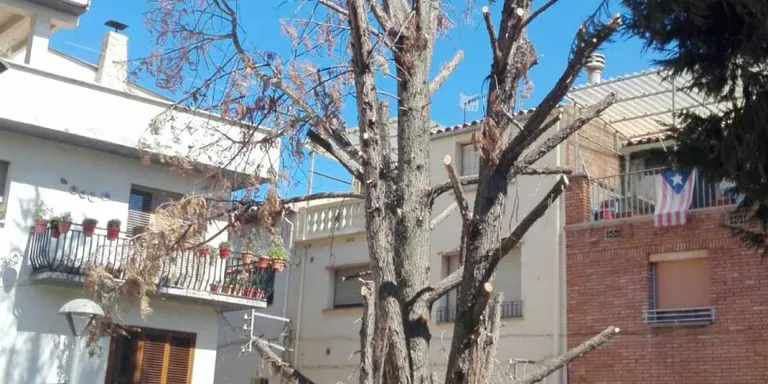 Tallen les branques del xiprer de la plaça 11 de Setembre