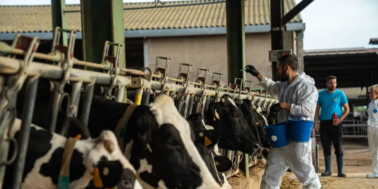 Agricultura rep l’autorització de la Comissió Europea per vacunar de la dermatosi nodular a 22 comarques de Catalunya