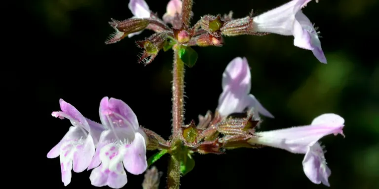 Taller per conèixer les plantes aromàtiques del nostre entorn