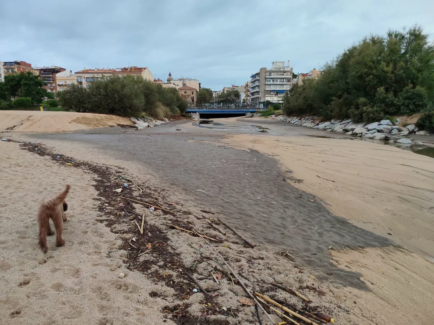El vessament d'aigues fecals ha arribat a la desembocadura de la Riera, a la Picòrdia