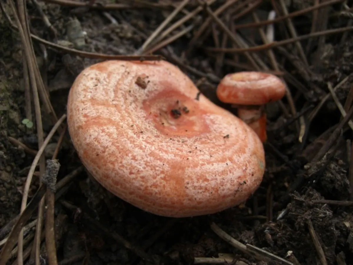 Experts del CTFC preveuen una bona temporada de bolets, amb una producció mitjana de 50-60 kg/ha.