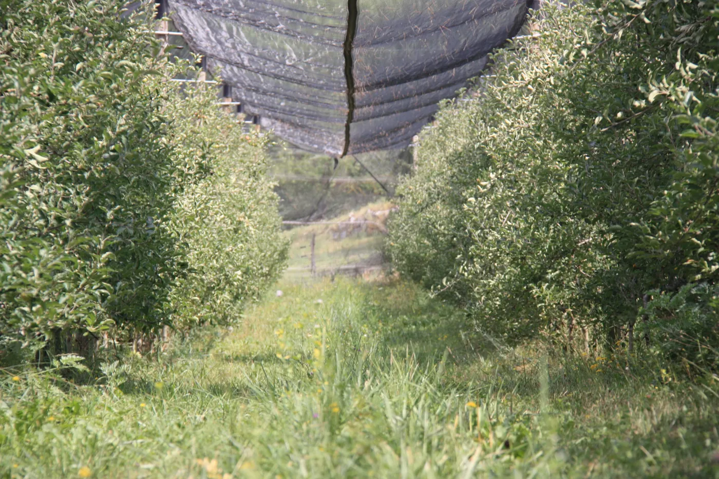 La biodiversitat centra les setenes Jornades de fructicultura ecològica a les zones de muntanya d'aquest divendres