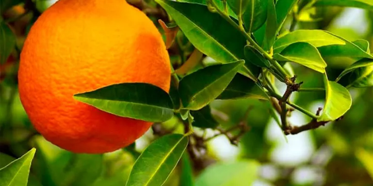 La prova pilot per aprofitar els fruits dels arbres dels espais públics es farà aquest dilluns