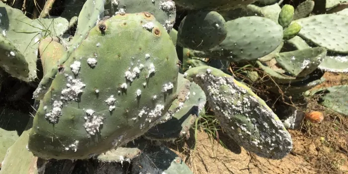 La presència de la mosca blanca s’ha fet notar en diverses llars arenyenques