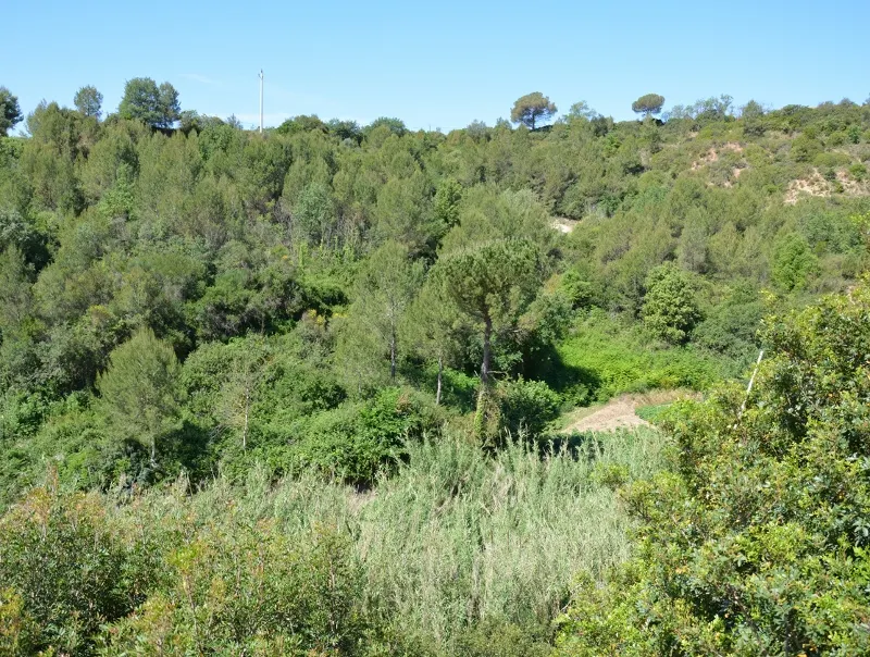 No es pot encendre foc en terrenys forestals sense autorització fins el 15 d'octubre