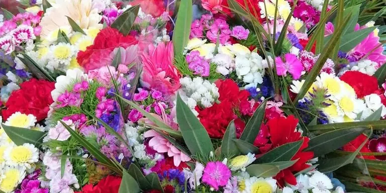 Obert el termini per demanar els ajuts econòmics del Departament d’Agricultura al sector de flor tallada i planta ornamental