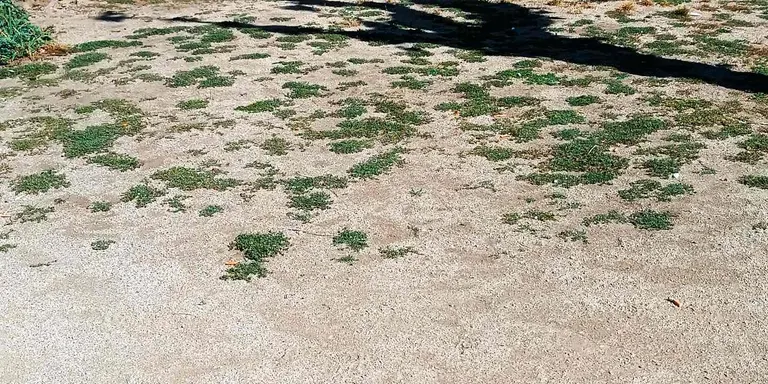 El decret contra la sequera no permet regar i els efectes ja es noten a les zones enjardinades