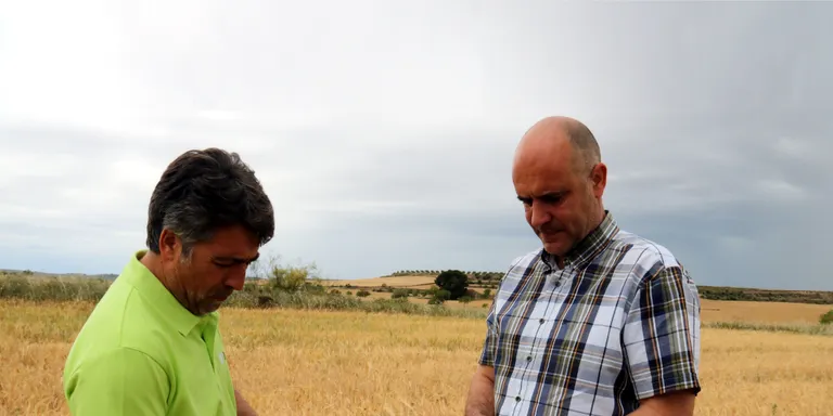 JARC estima pèrdues d'uns 300 MEUR en el sector del cereal per la mala collita prevista per enguany