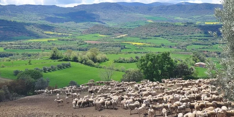 UP veu "insuficient" l'ajut que planteja l'Estat per als ramaders d'oví i cabrum afectats per la crisi del coronavirus