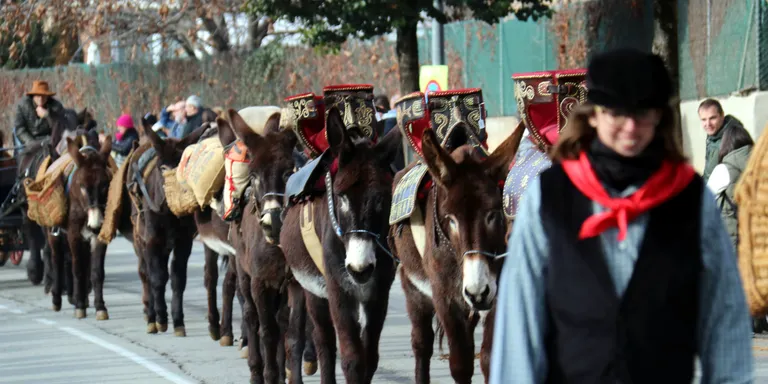 La festa dels Tonis de Taradell s'adapta al segle XXI: menys animals i més patrimoni