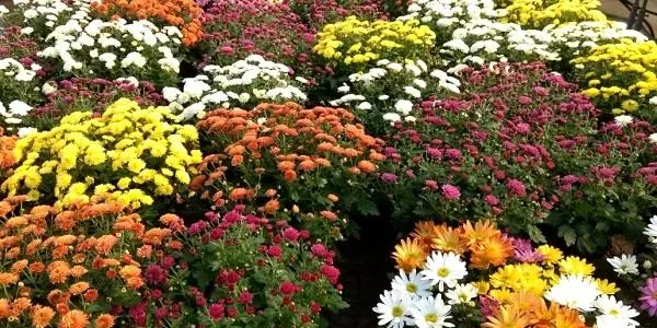 El crisantem, la flor per excel·lència de Tots Sants