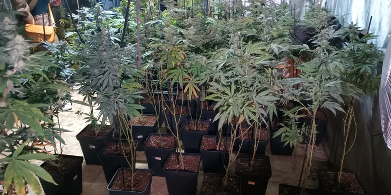 Dos detinguts en el desmantellament d’una plantació de marihuana en una casa de Santa Eulàlia de Ronçana