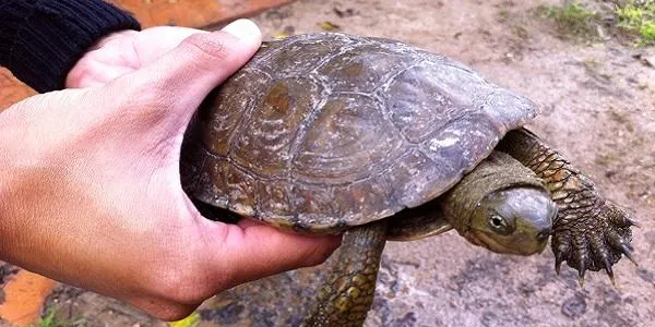 L’Associació Mediambiental La Sínia allibera nous exemplars de tortugues de rierol al riu Gaià