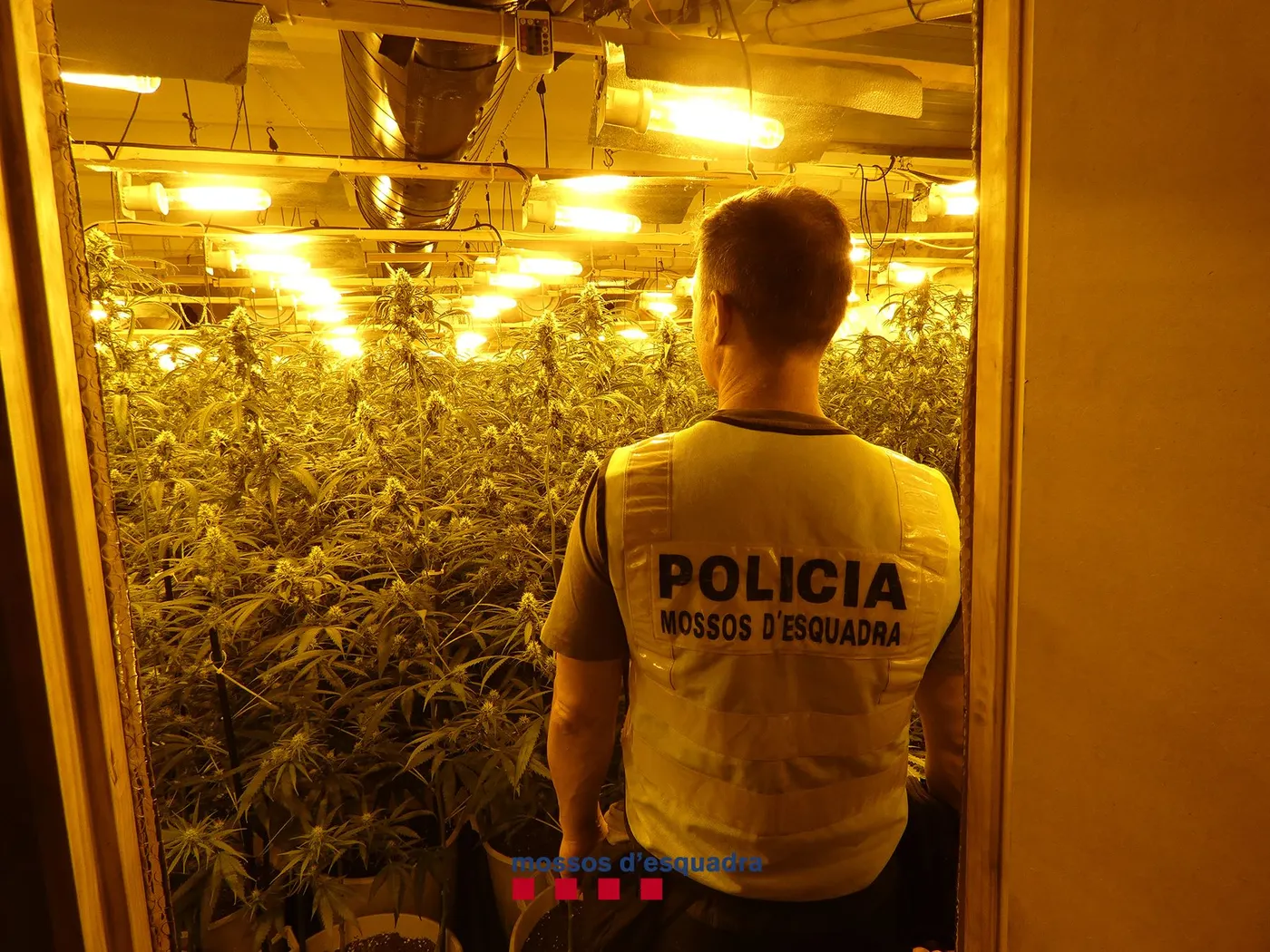 A presó dos homes que cultivaven 1.500 plantes de marihuana a Fogars de la Selva