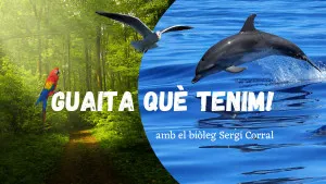 Guaita què tenim!