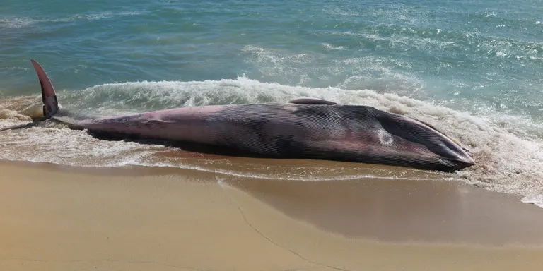 Una balena morta a la platja de Montgat