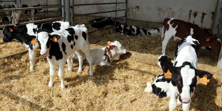 La guerra a Ucraïna dispara els costos de producció i genera incertesa al sector agrari pel risc de desproveïment