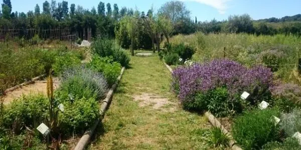 La Sínia proposa una cooperació col•lectiva per crear una pèrgola viva a la Riera de Gaià