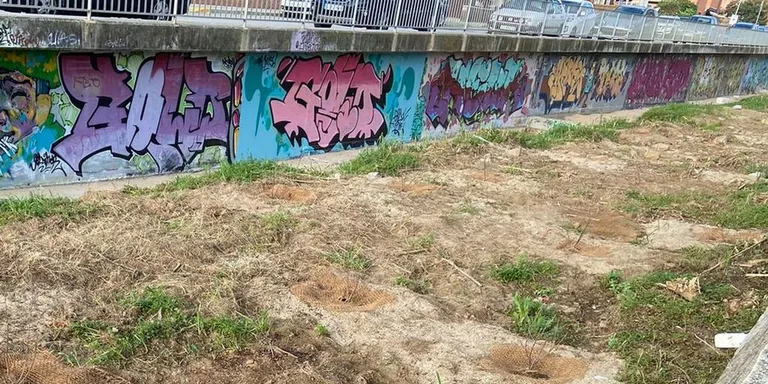 Es planten alocs a la Riera de Vilassar dins dels Pressupostos Participatius 2019