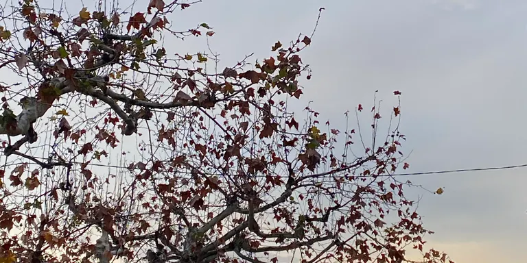 El temps d'aquest dimecres 17 de gener