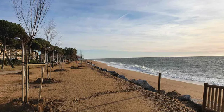 El servei de Parcs i Jardins de l'Ajuntament de Pineda planta més de 35 tamarius a la Platja de Pineda