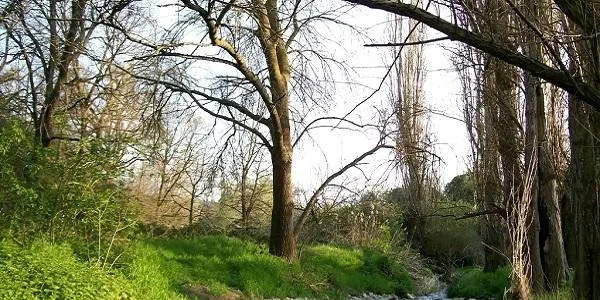 L’Associació Mediambiental La Sínia d’Altafulla celebra la ‘Festa de l’Arbre’ aquest dissabte
