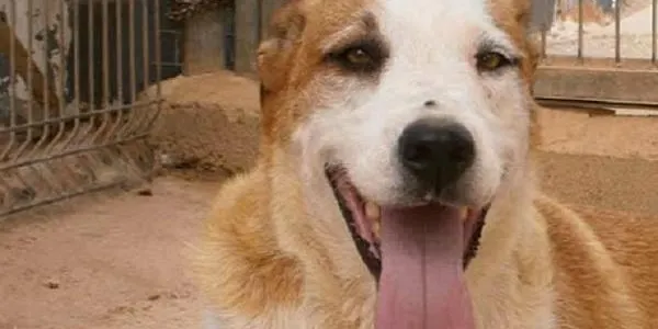 L’Ajuntament de Torredembarra estudia la creació d’una protectora d’animals municipal