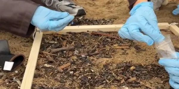 Es detecta una presència de pèl·lets més gran al litoral de Torredembarra que a altres punts del país