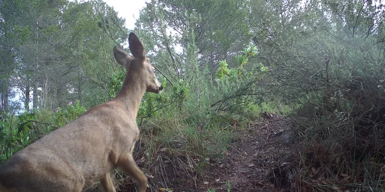 Detecten animals salvatges infectats amb llengua blava a la zona de l'Alta Garrotxa