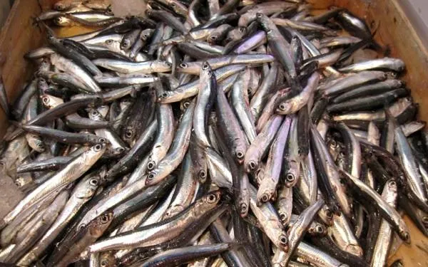 Un estudi alerta de la disminució de la mida del peix blau