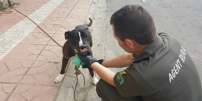 Un gos potencialment perillós s'escapa a la Pobla de Segur