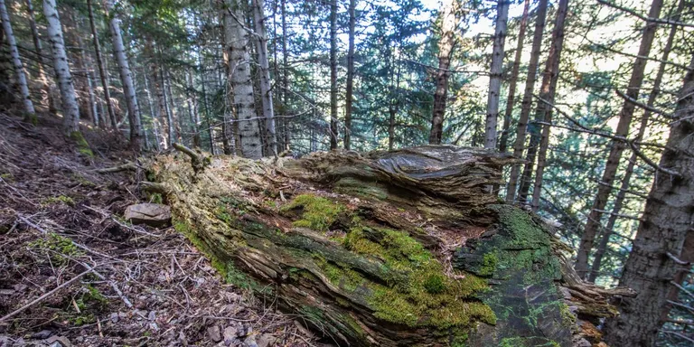 Troben al Parc Natural de l'Alt Pirineu una nova espècie de molsa