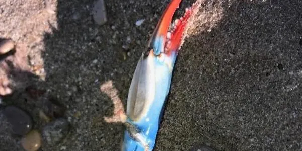 Troben restes de cranc blau a la platja de Tamarit