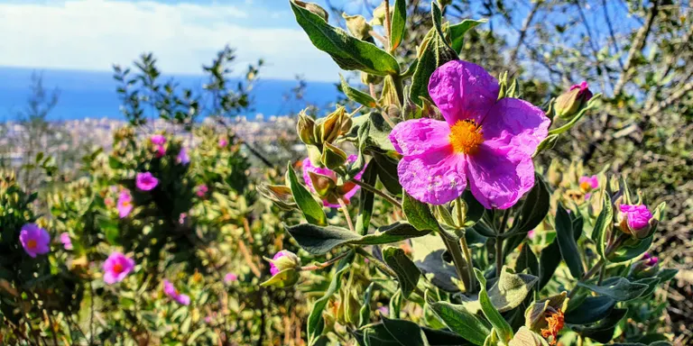 Cap de setmana de bon temps amb matissos