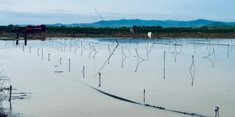Asfíxia radicular i cultius inaprofitables són alguns dels danys provocats per les pluges torrencials al Pla de Grau