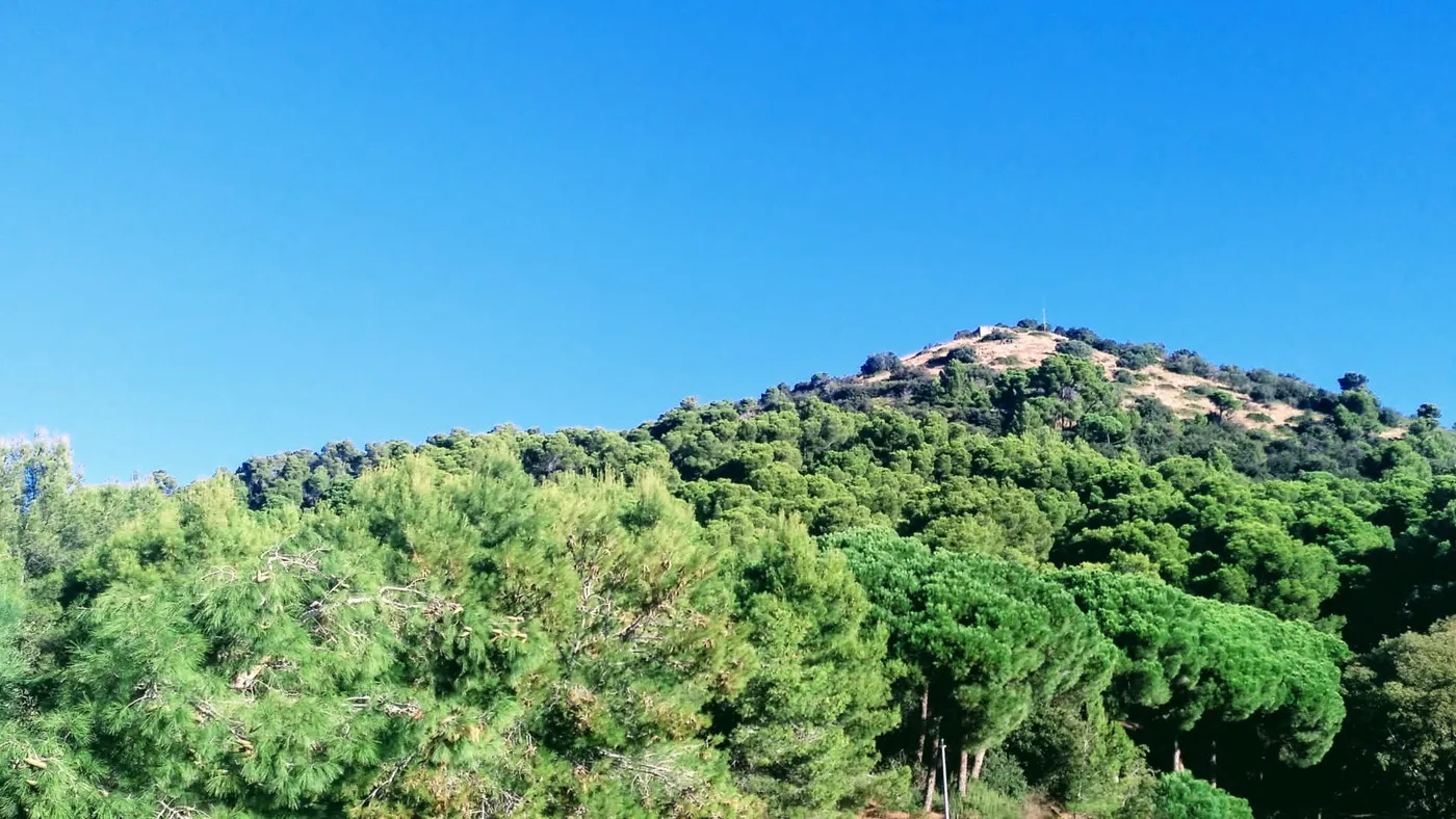La plaga de l'escarbat tomicus perd intensitat als boscos del Maresme