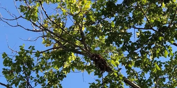 Es retira el niu de vespa asiàtica del Parc del Canal d’Altafulla