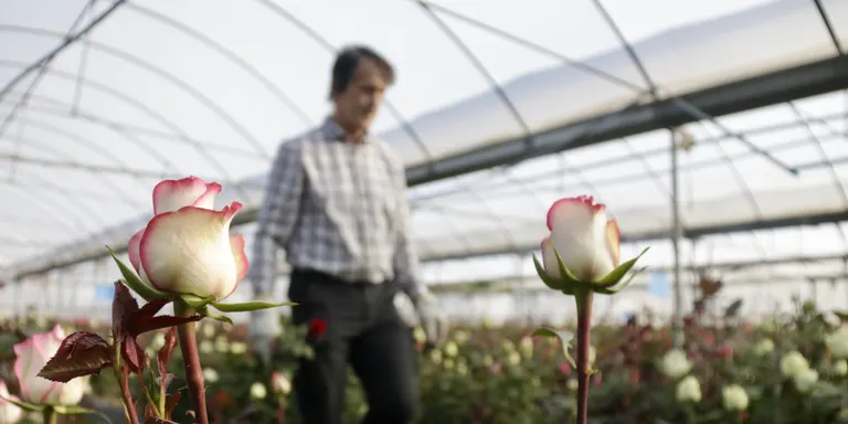 La rosa del Maresme, amb tiges més curtes i copes més petites per Sant Jordi