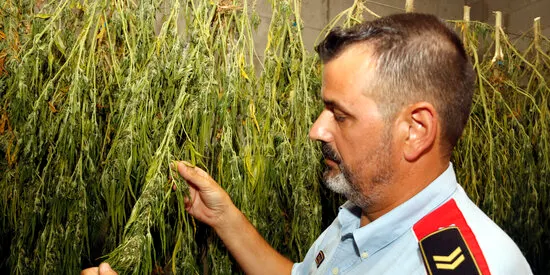 El Maresme és una de les zones amb més cultiu de marihuana de Catalunya i d'Europa