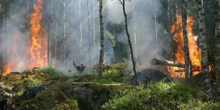 Unió de Pagesos reclama que no se substitueixi l'actual cos de guaites forestals per càmeres de vigilància