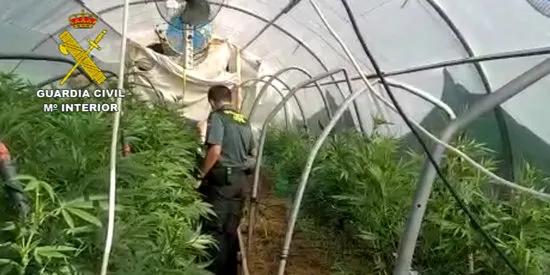 La Guàrdia Civil comissa 215 plantes de marihuana en una casa del Solsonès