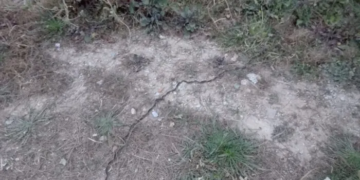 Torna a aparèixer processionària a la platges d’Arenys