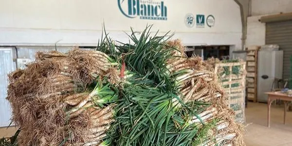 Horta Blanch redueix a la meitat el cultiu de calçots per la sequera i en fa una producció més controlada